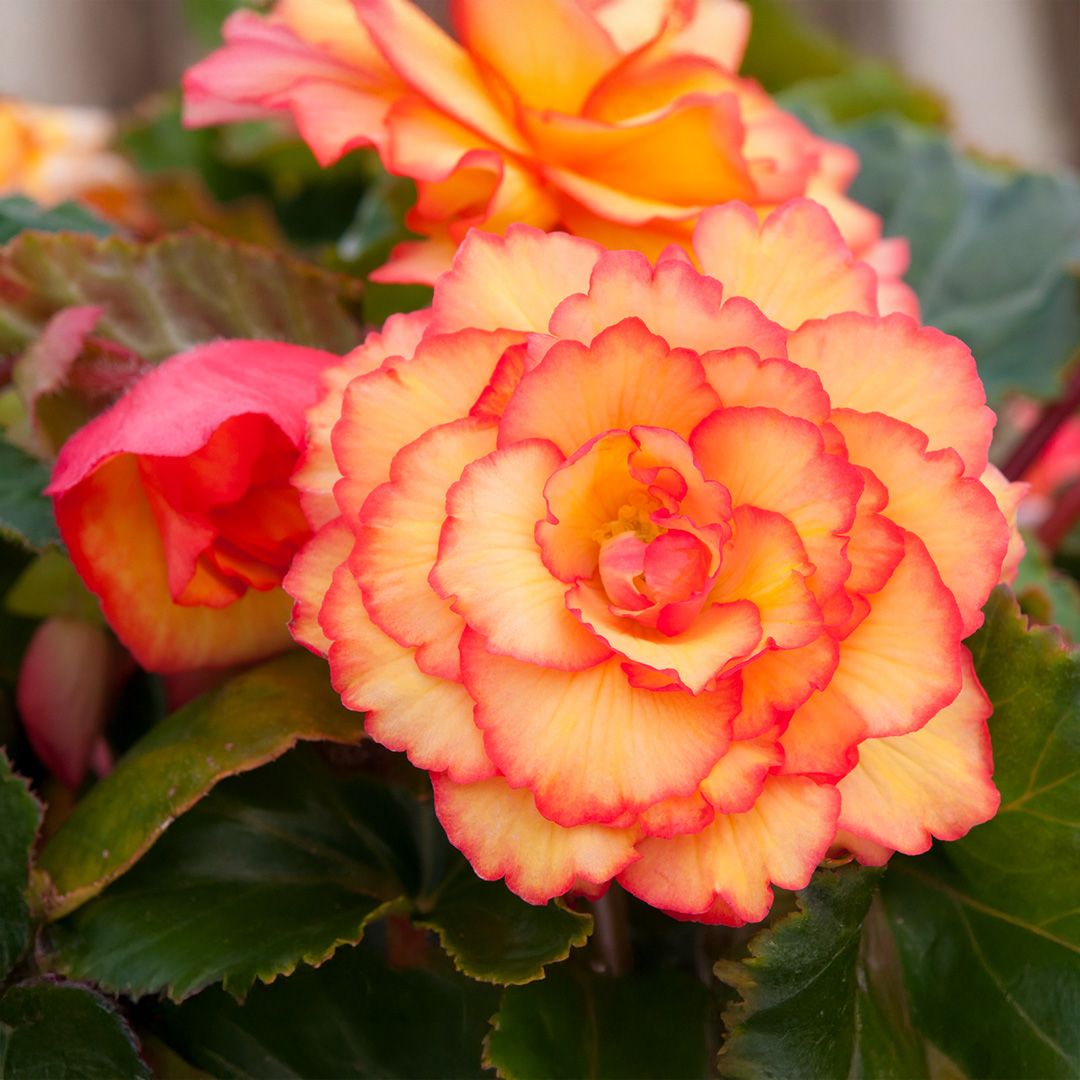 Begonia - Illumination Golden Picotee