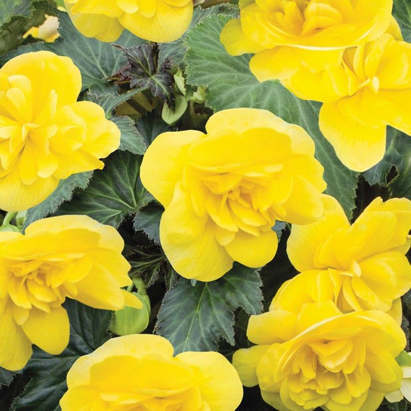 Begonia - Nonstop Yellow
