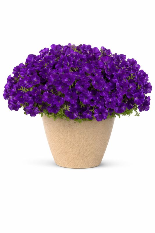 Petunia - Supertunia Royal Velvet