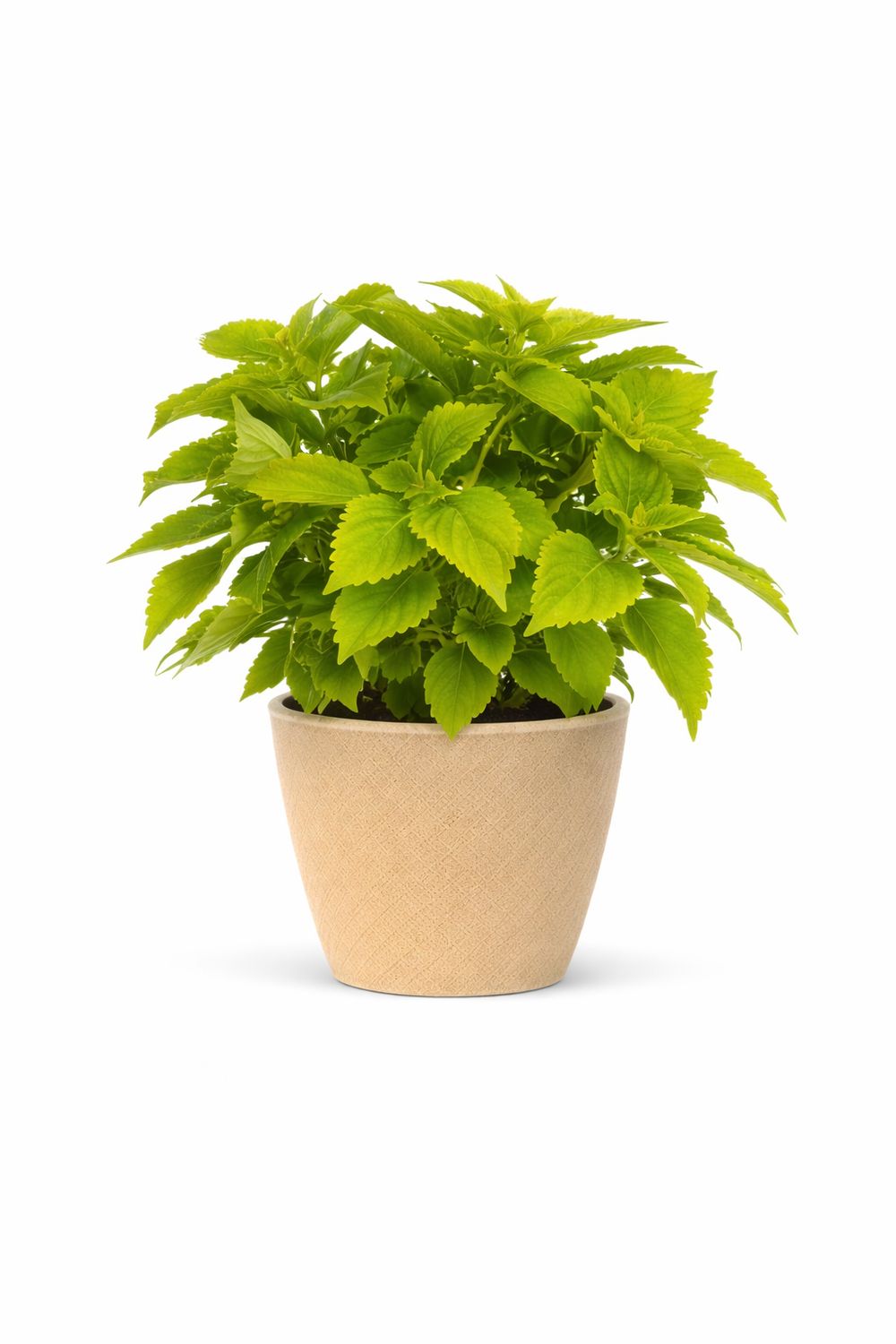 Coleus - ColorBlaze Lime Time