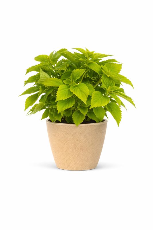 Coleus - ColorBlaze Lime Time