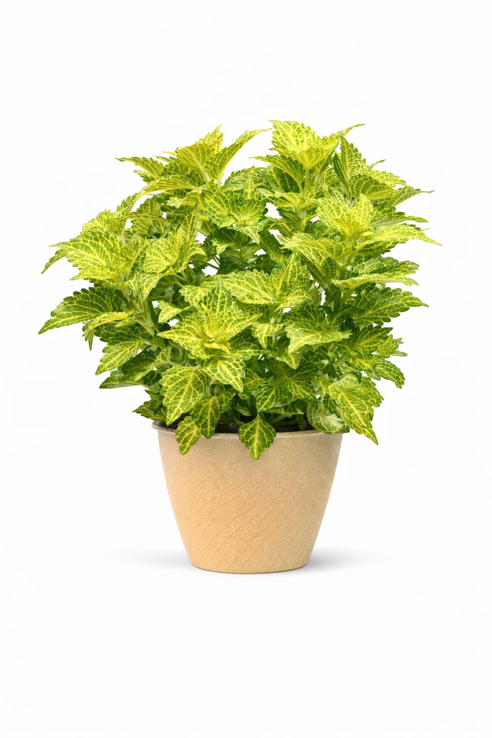 Coleus - Electric Lime