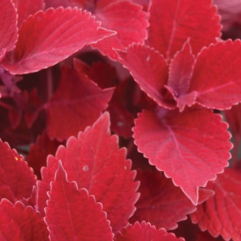 Coleus - Ruby Slippers