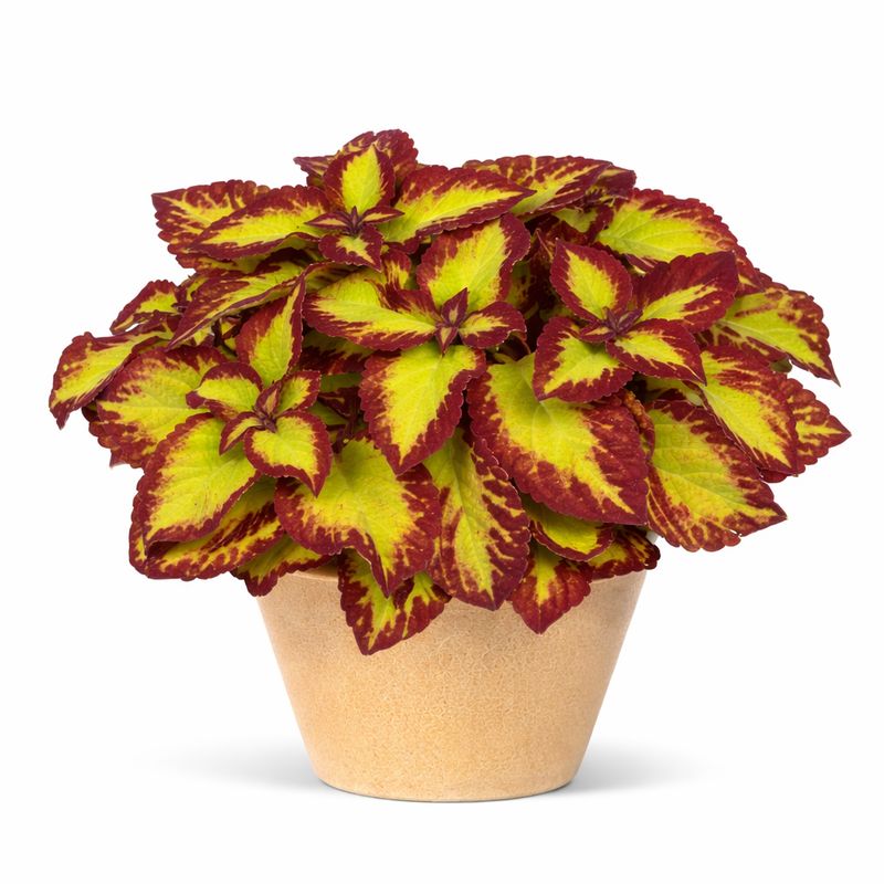 Coleus - Stained Glassworks Velvet