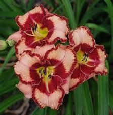 Hemerocallis (Daylily) - Lies And Lipstick