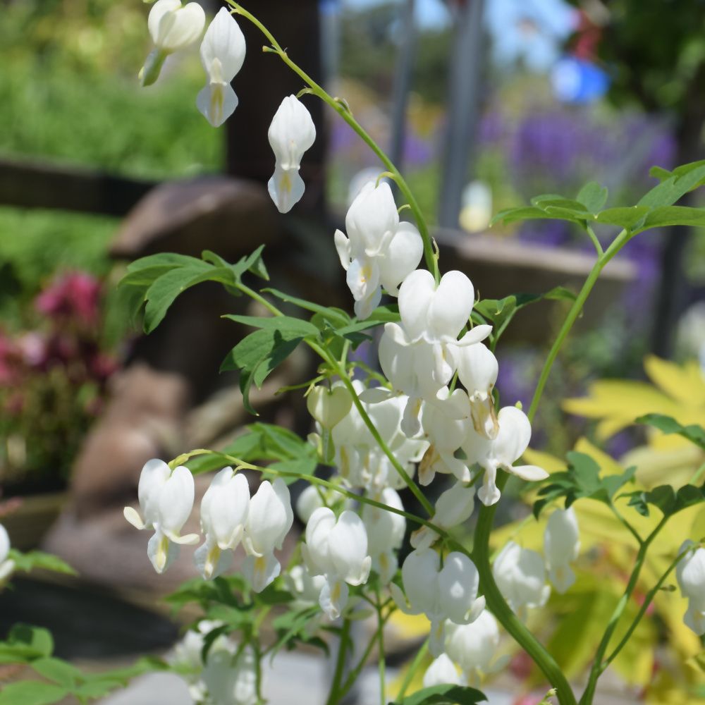 Dicentra Spectabilis (Bleeding Heart) - Alba Dicentra Spectabilis (Bleeding Heart) - Alba