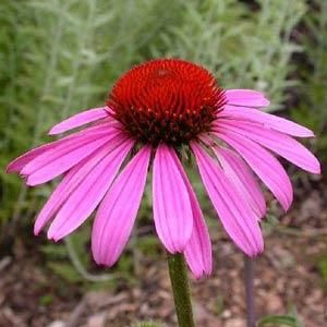 Echinacea Purpurea - Ruby Star Echinacea Purpurea - Ruby Star