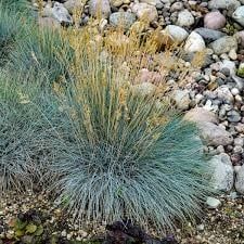 Perennial Ornamental Grass - Festuca Elijah Blue
