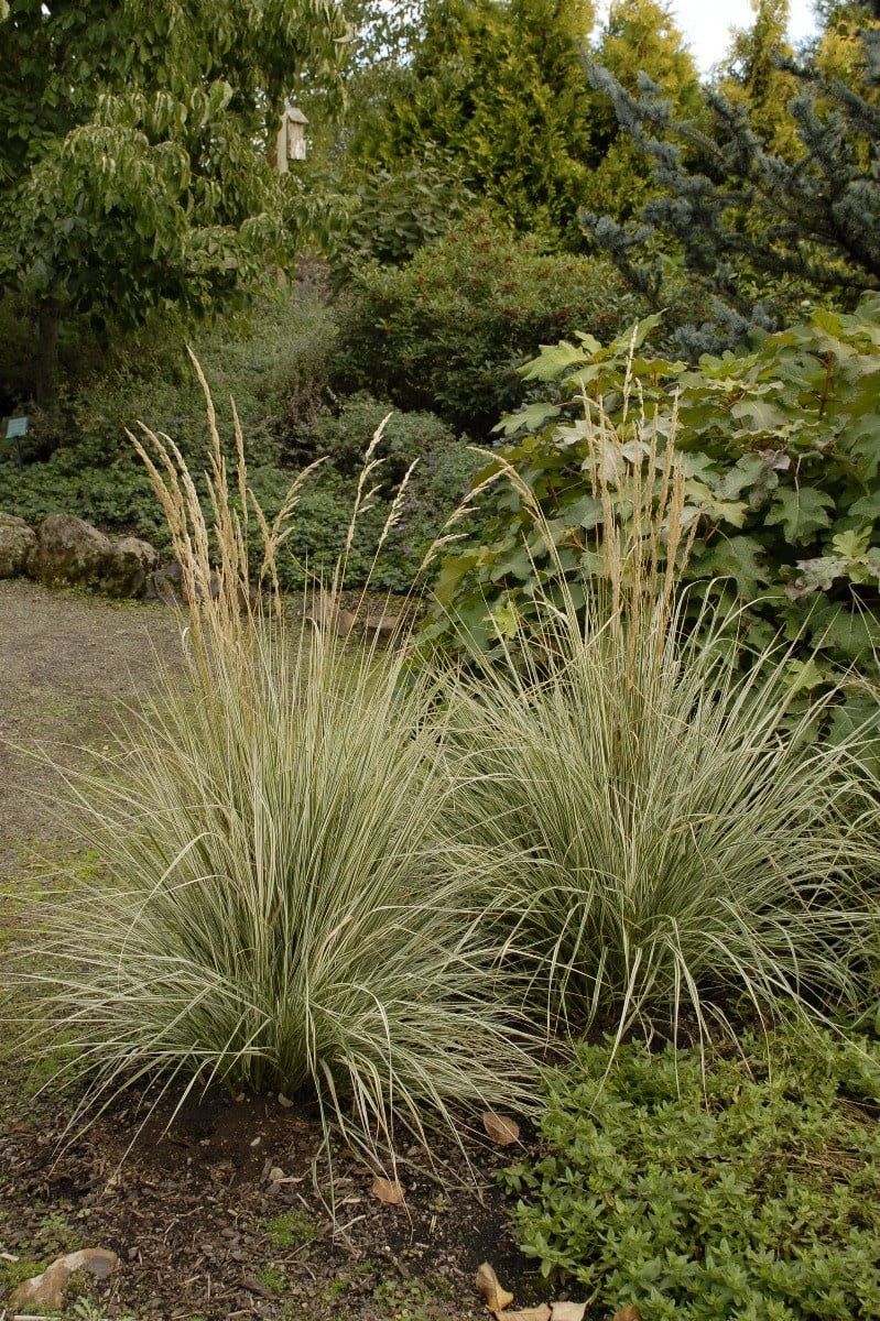 Perennial Ornamental Grass - Calamagrostis Overdam