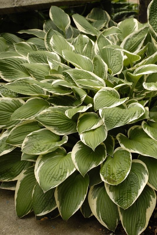 Hosta (Plantain Lily) - Francee