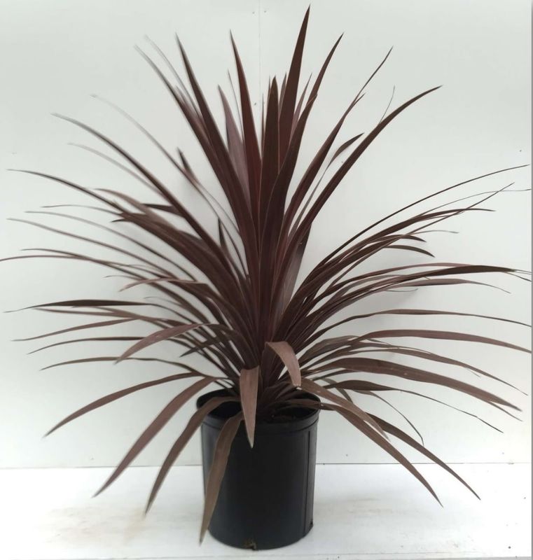 Grass Ornamental - Cordyline Red Star Grass Ornamental - Cordyline Red Star