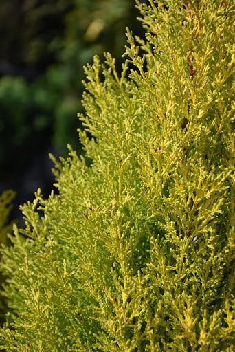 Cupressus Wilma Gold - Cypress - #1 Cupressus Wilma Gold - Cypress - #1