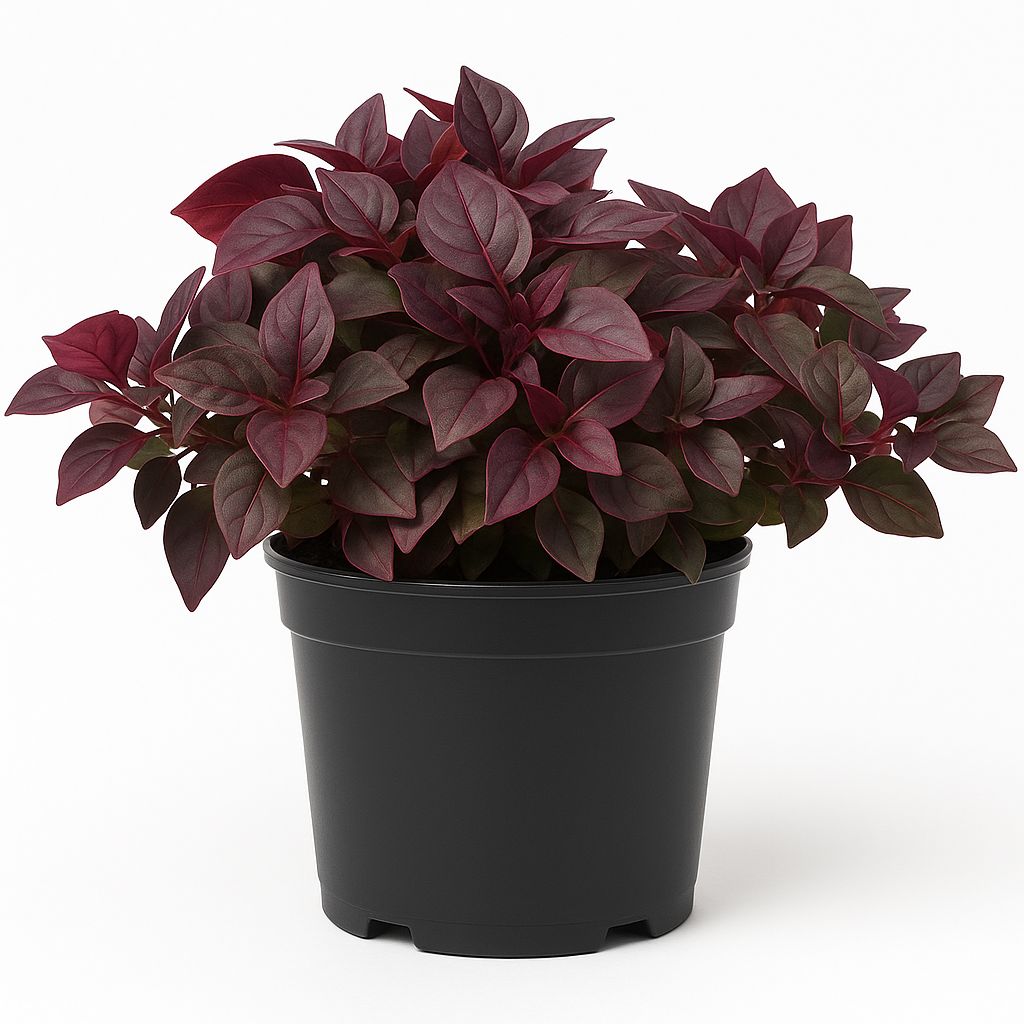 Alternanthera - Purple Prince