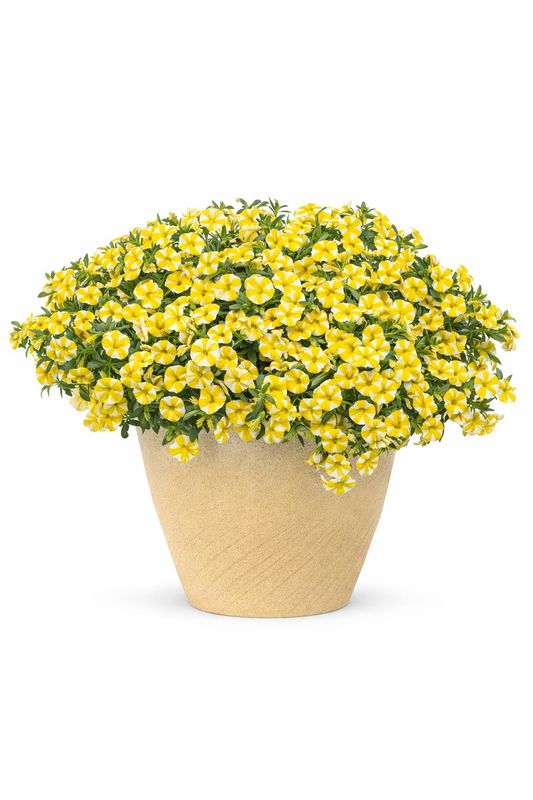 Calibrachoa - Superbells Lemon Slice