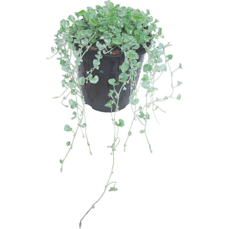 Dichondra - Silver Falls