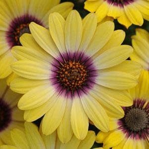 Osteospermum - Blue Eyed Beauty