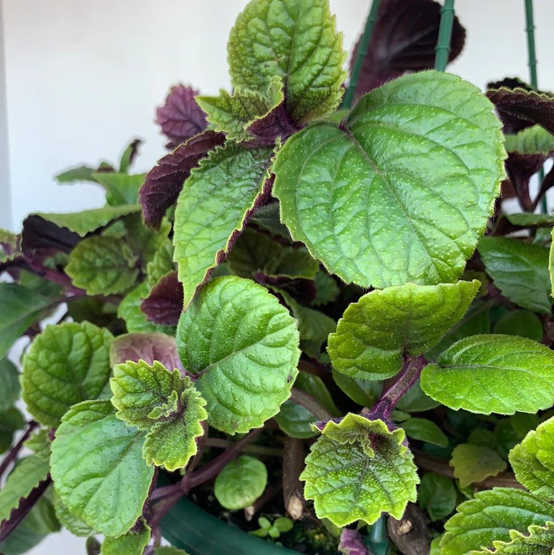 Plectranthus - Nico Purple