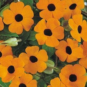 Thunbergia - Sunny Orange Wonder Black-Eyed Susan Vine