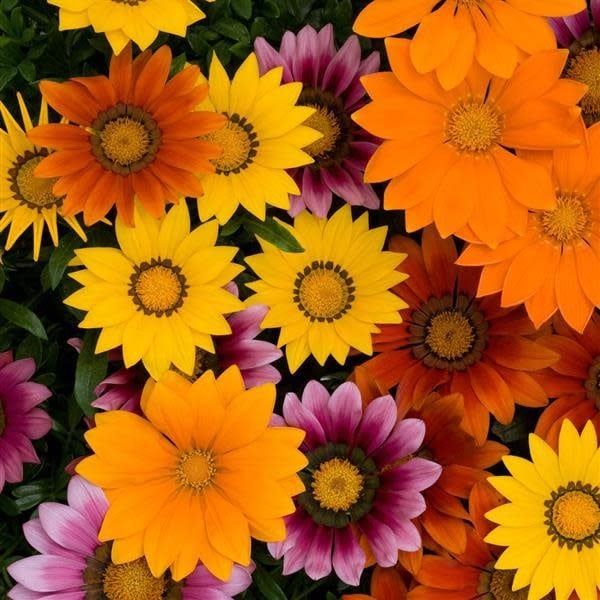 Gazania - New Day Bright Mix (6 Pack Regular)