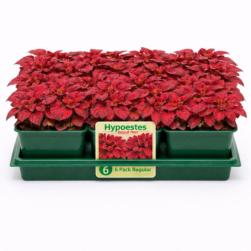 Hypoestes - Select Red Hypoestes (6 Pack Regular)