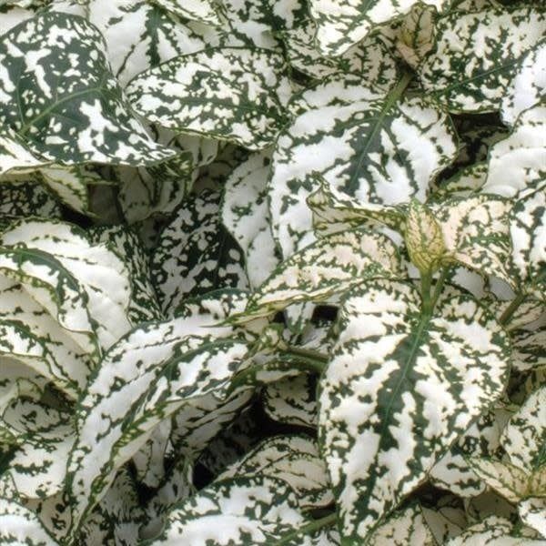 Hypoestes - Select White (6 Pack Regular)