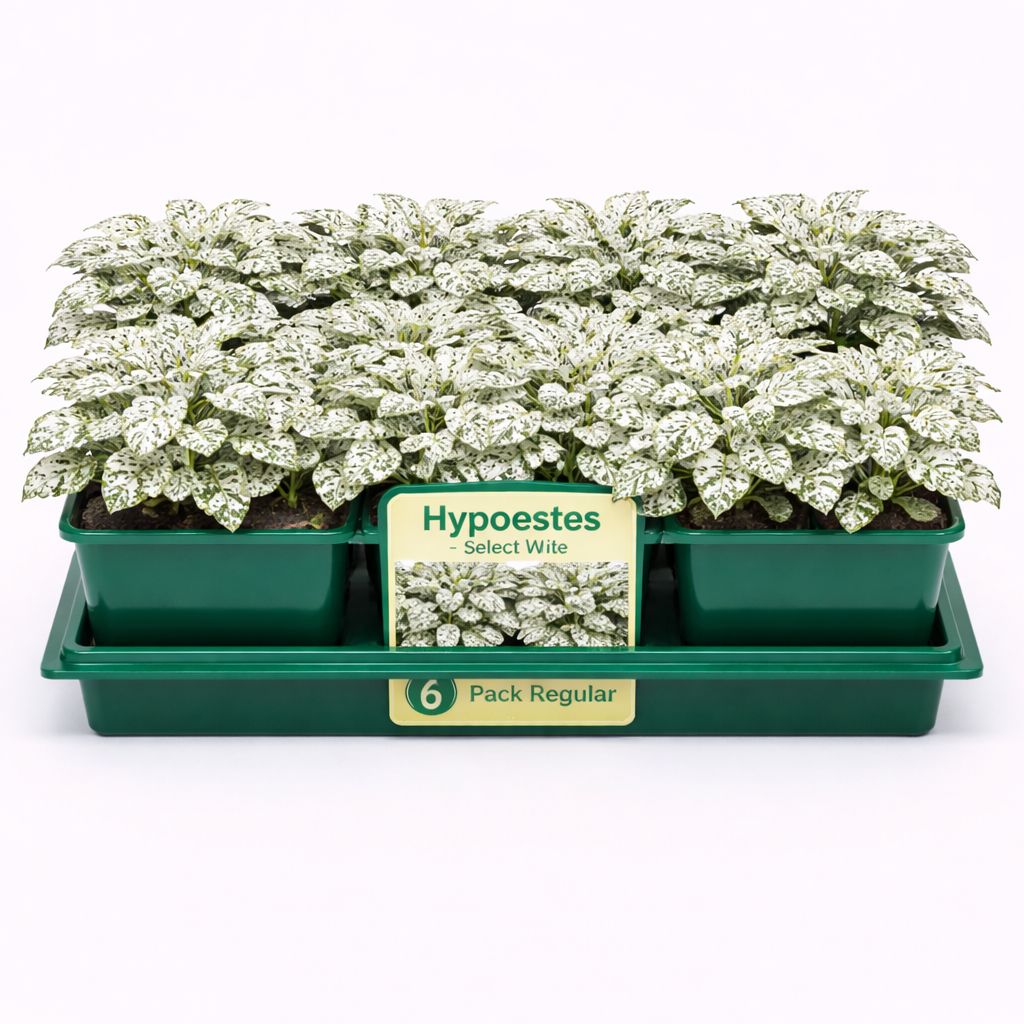 Hypoestes - Select White (6 Pack Regular)