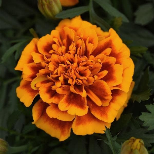 Marigold - Bonanza Flame (6 Pack Regular)