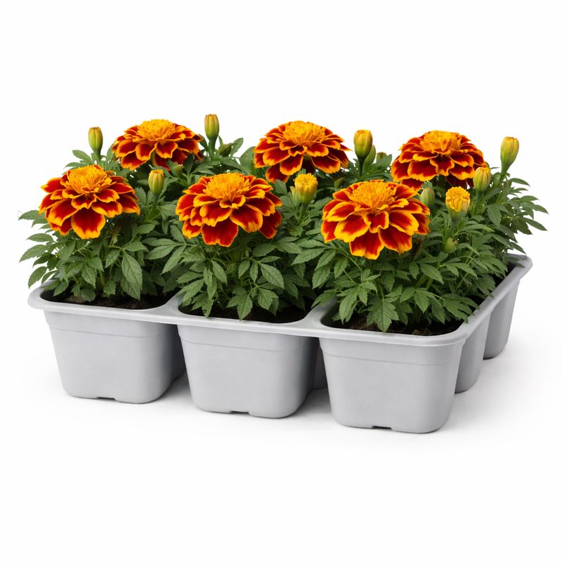 Marigold - Bonanza Flame (6 Pack Regular)