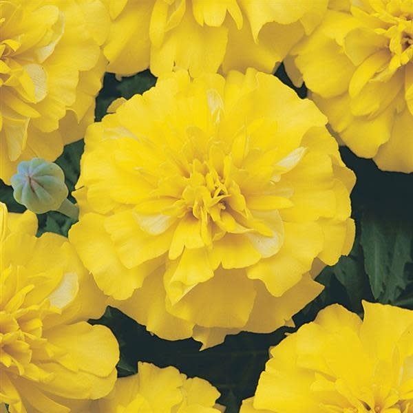 Marigold - French Bonanza Yellow (6 Pack Regular)