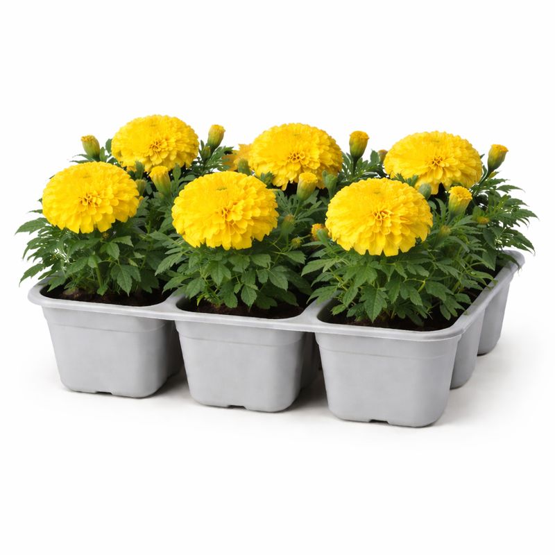 Marigold - French Bonanza Yellow (6 Pack Regular)