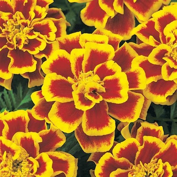 Marigold - French Durango Bee (6 Pack Regular)