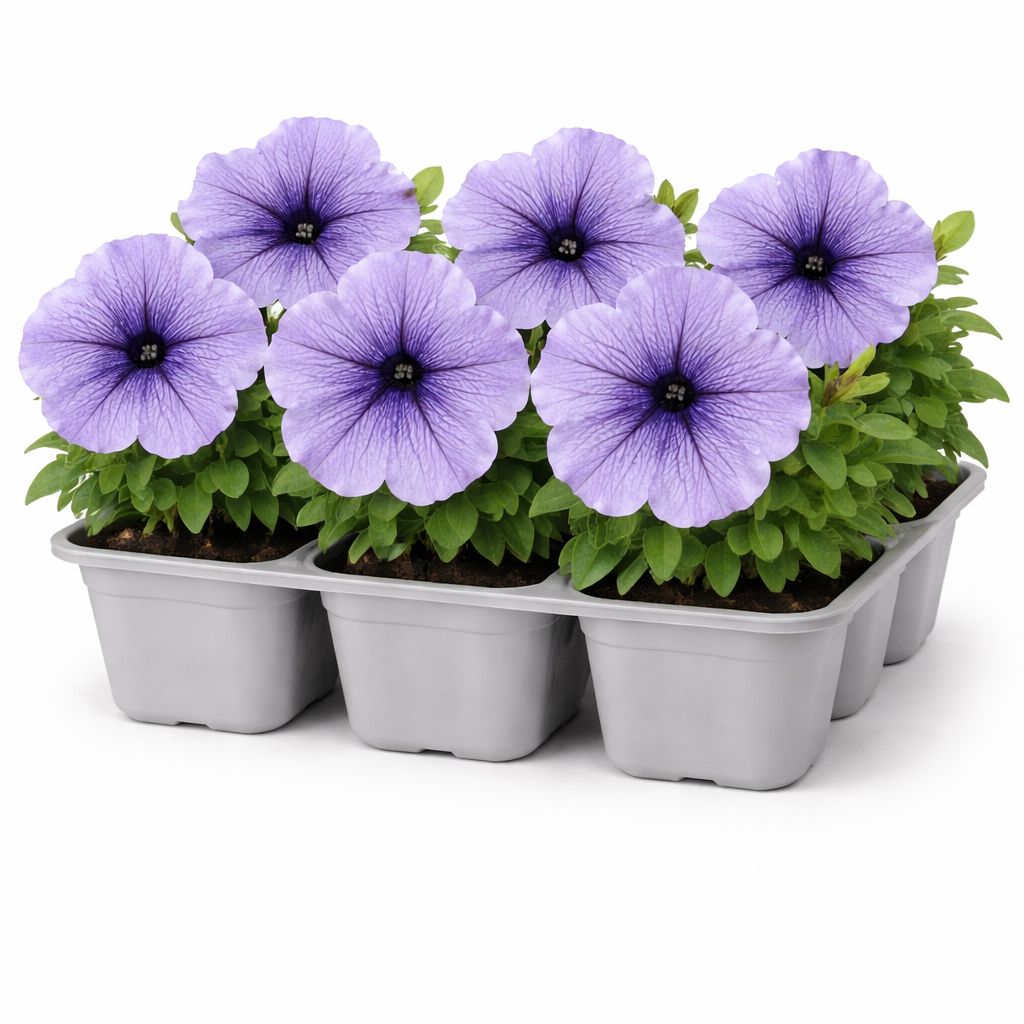 Petunia - Daddy Blue (6 Pack Regular)