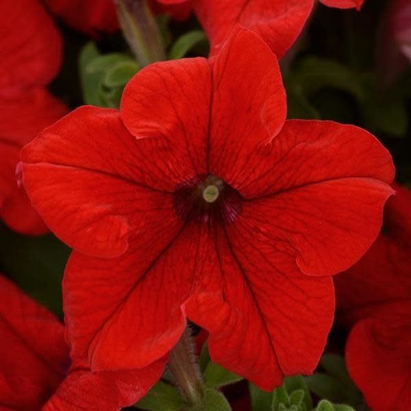 Petunia - Pretty Grand Red (6 Pack Regular)