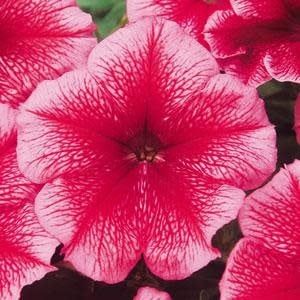 Petunia - Pretty Grand Summer (6 Pack Regular)