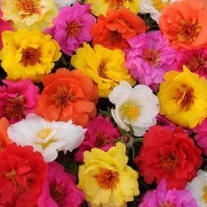 Portulaca - Happy Trails Mix (6 Pack Regular)