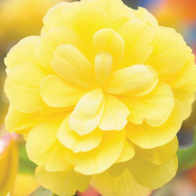 Begonia - Illumination Lemon