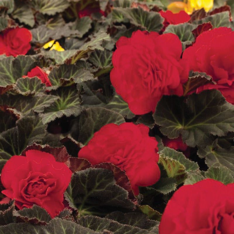 Begonia - Nonstop Mocca Cherry