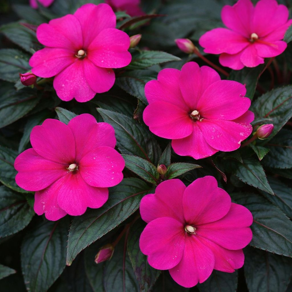 Impatiens - New Guinea Magnum Blue