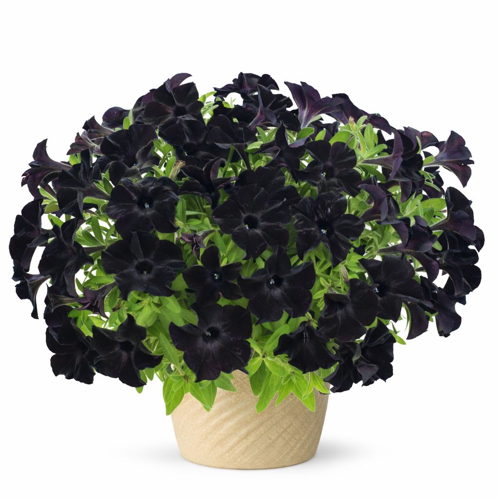 Petunia - Black Magic