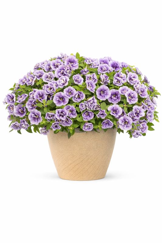 Petunia - Supertunia Priscilla