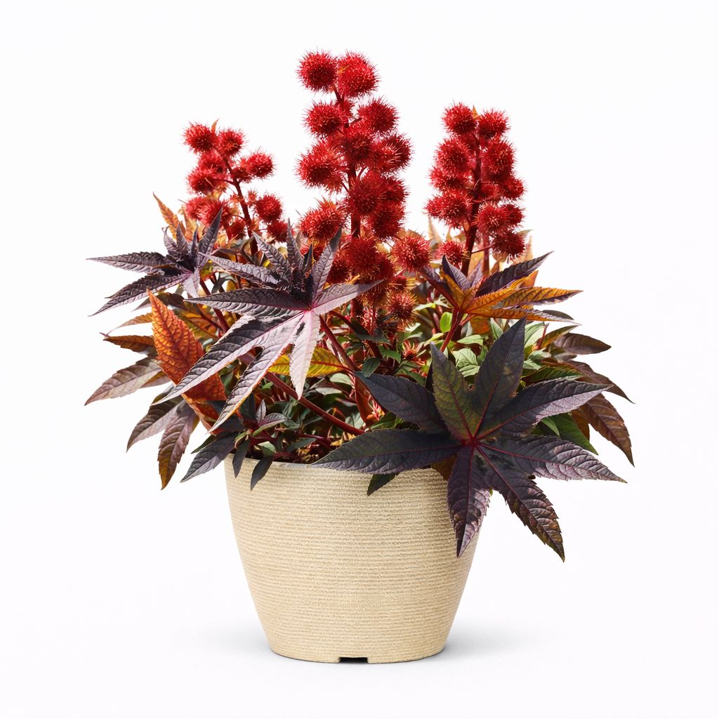 Castor Bean - Gibsonii (Red)