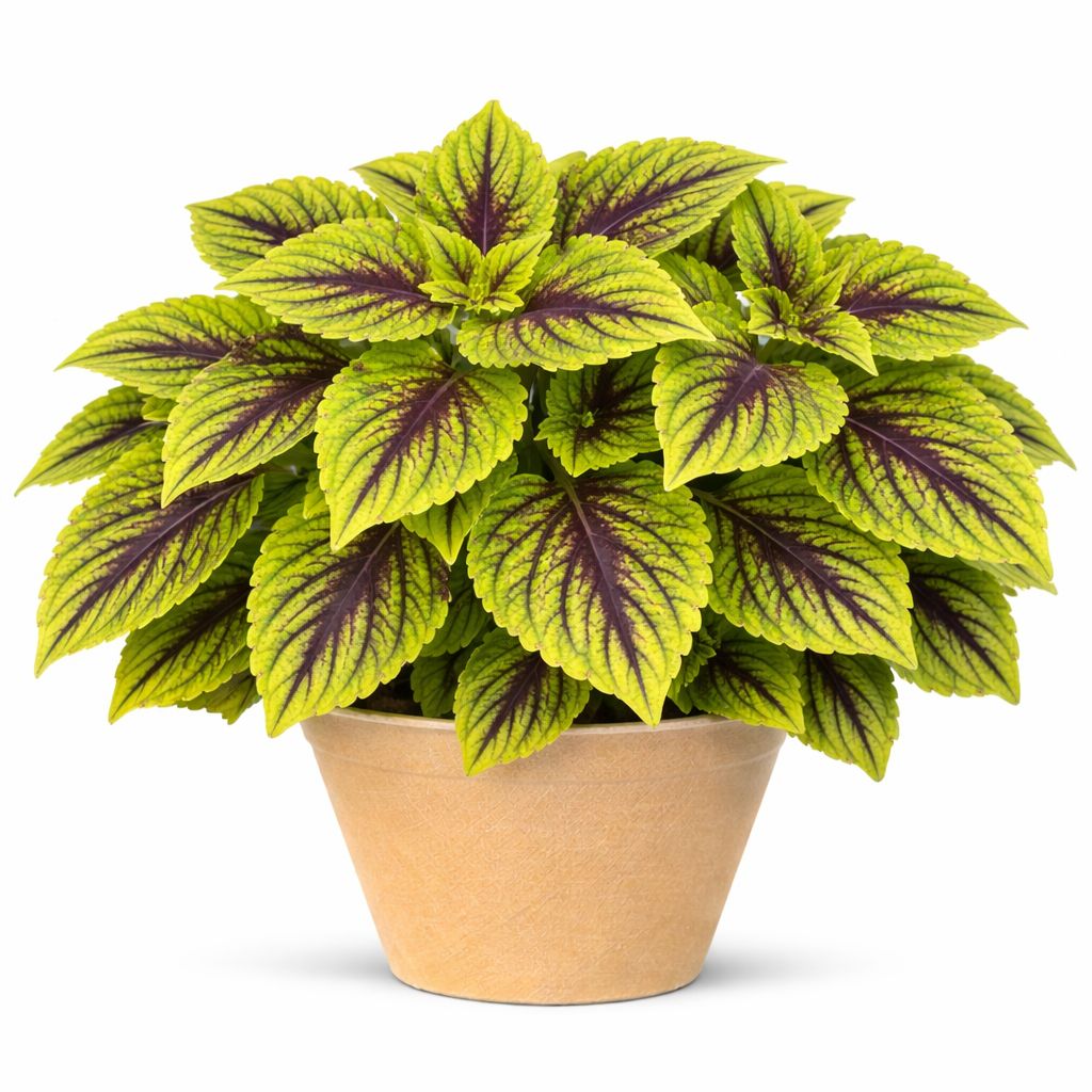 Coleus - Stained Glassworks Gay’s Delight