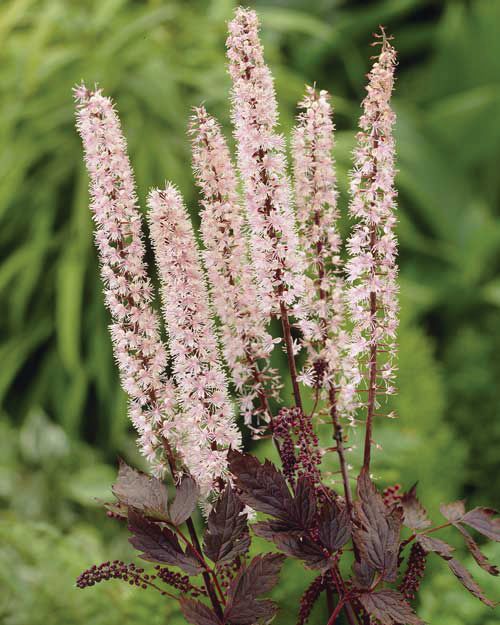 Actaea Simplex 'Pink Spike'