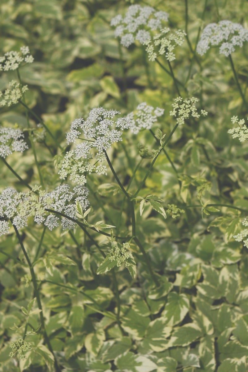 Aegopodium Podagraria (Goutweed) - Snow On The Mountain