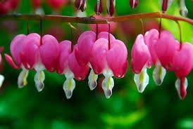 Dicentra Spectabilis (Bleeding Heart)