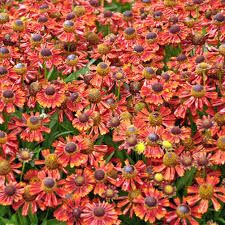 Helenium - Salsa Helenium - Salsa