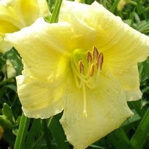 Hemerocallis (Daylily) - Big Time Happy