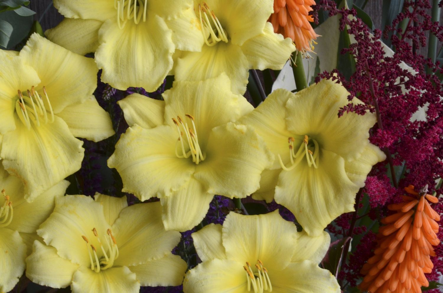 Hemerocallis (Daylily) - Stella Supreme Hemerocallis (Daylily) - Stella Supreme