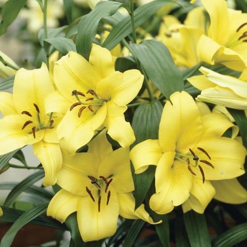 Lilium (Lily) Oriental Hybrid - Trumpet Outback