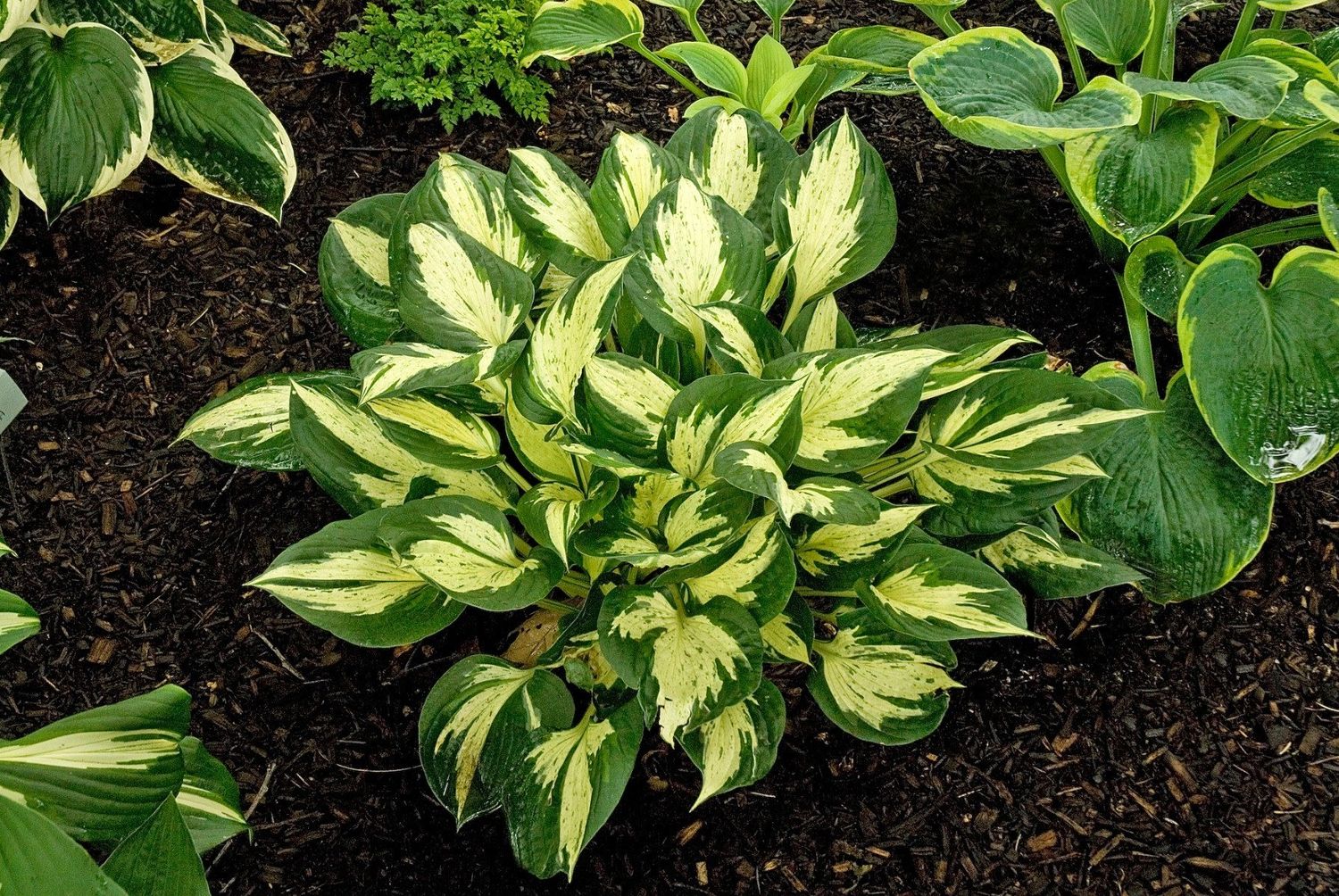 Hosta (Plantain Lily) - Revolution